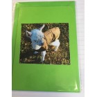 Alpaca Greeting Cards - Alpaca Madeline